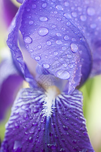 东方雨虹虹花花花瓣上的水滴植物鸢尾花蓝色紫色季节宏观花园背景