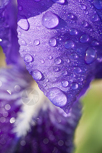 东方雨虹虹花花花瓣上的水滴宏观季节紫色蓝色植物鸢尾花花园背景