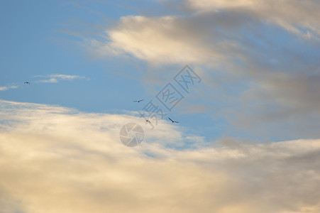鸟儿飞向云中高清图片