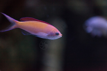 粉白双色Anthias鱼珊瑚热带假牙海洋背景图片