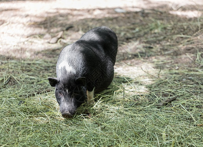 越南猪被吃草了家畜乡村农业大腹头发宠物便便皮肤食物白色背景图片