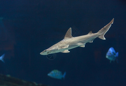 锤头鲨鱼热带海景海洋珊瑚扇形野生动物锤子沉船动物灰色背景图片