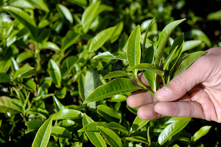 男人手工摘茶叶叶子植物茶厂场地饮品绿叶树叶保健种植园农业背景图片