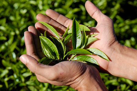 男人手工摘茶叶林洞领域绿色人手叶子农业饮料种植园饮品卫生背景图片
