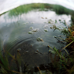 湖中的青蛙艺术杂草摄影旅行照片植被正方形日光背景图片
