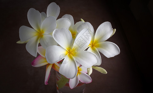 白花群在暗暗的光暗中奉香或梅花背景图片