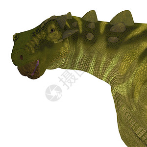 恐龙蜥蜴Talarurus 恐龙头背景