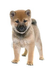 小狗棕色柴犬宠物工作室婴儿动物背景图片