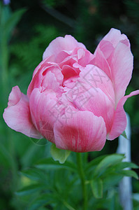 牡丹粉红日工花园背景图片