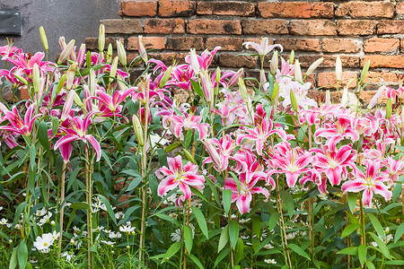 粉红百合花和旧砖墙花束植物花瓣植物群花园季节百合园艺粉红色美丽背景图片