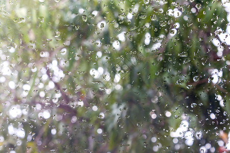 窗玻璃上的雨滴 布基树丛背景模糊背景图片