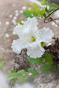 美丽的白花从树上掉落 背景模糊背景图片