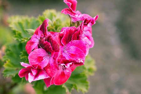 花白色红色绿色粉色植物玫瑰背景图片