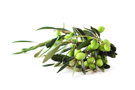 树枝上的橄榄水果绿色浆果营养叶子草本植物蔬菜食物工作室白色背景图片