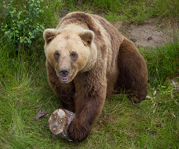 玩熊熊游戏潘德莱莫纳斯高清图片