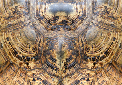 龟壳背景图片