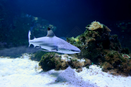 珊瑚礁鹦嘴鱼Whitetip珊瑚礁鲨鱼负离子风险捕食者野生动物牙齿眼睛危险蓝色海洋生活背景