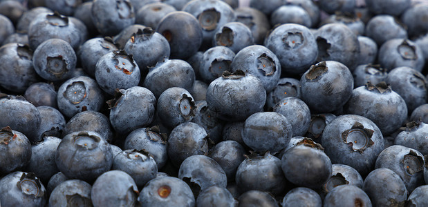 新鲜蓝莓背景特写你健康水果蓝色食物浆果维生素背景图片
