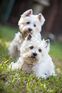 两个白犬朋友背景图片