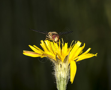 花朵上的玛玛拉德胡佛飞黄色眼睛翅膀宏观昆虫背景图片