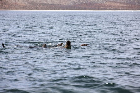 下加利福尼亚州天使湾的海狮哺乳动物海洋高清图片