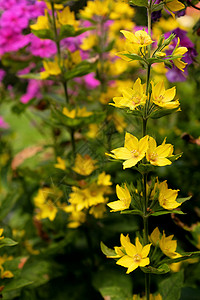 黄色的花朵喷洒在花园的乌草上背景图片