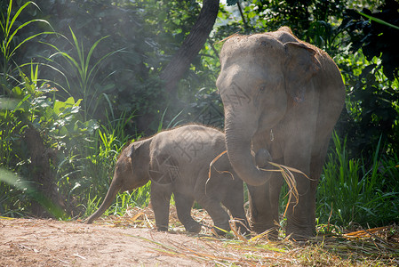 一只年轻的大象 就在一个成年大象旁边依恋纽带树干牧场草原孩子哺乳动物耳朵产妇食草背景图片