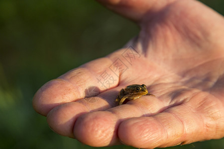 小青蛙动物男人安全治疗绿色背景图片