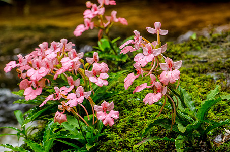 粉红色的罗多谢拉哈比纳里亚花园情调丛林舌头假期植物理发师国家季节森林背景图片