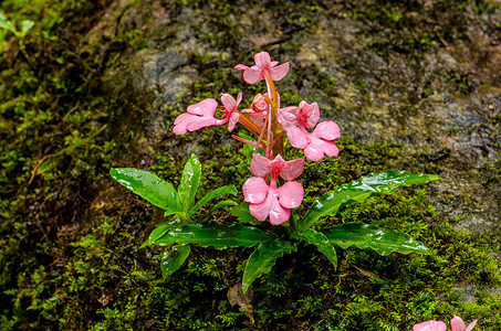 粉红色的罗多谢拉哈比纳里亚兰花养护舌头激流国家叶子木头植物红唇运动背景图片