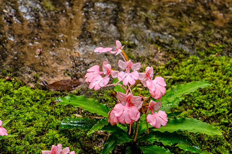 粉红色的罗多谢拉哈比纳里亚瀑布植物情调丛林生长下雨紫色激流叶子溪流背景图片