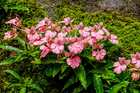 粉红色的罗多谢拉哈比纳里亚风景花园瀑布养护理发师季节情调兰花公园溪流背景图片