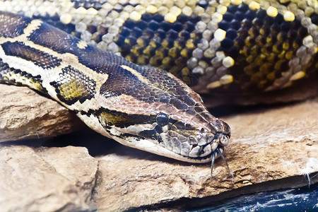 蛇头 舌头伸出来爬虫动物皮肤冷血蟒蛇隐藏蛇皮皮革动物园框架背景图片