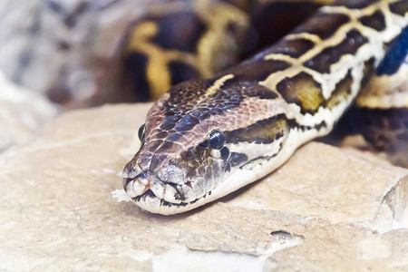 蟒蛇头合影照片野生动物动物园动物隐藏皮革皮肤舌头爬虫框架冷血背景图片