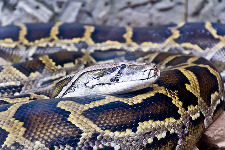 蟒蛇头合影照片野生动物蛇皮隐藏舌头皮革动物动物园框架皮肤冷血背景图片