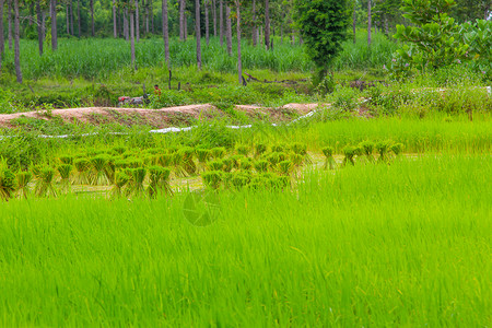 稻田种植的稻种叶子培育场景场地季节农场农村生长农田农业亚洲高清图片素材