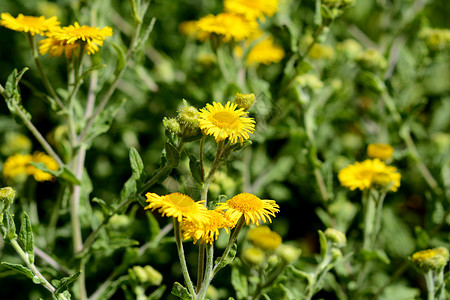 常见跳蚤杂草花园草甸植物群绿色黄色植物背景图片