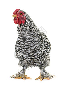 演播室的公鸡农场家禽灰色脚鸡工作室农业动物高清图片