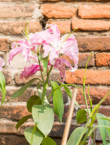 紧贴粉红百合花植物花园花瓣粉色美丽植物群季节绿色百合园艺背景图片