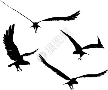 老鹰剪影设计白头鹰飞行野生动物自由羽毛鹰鸟白色黑鹰新闻背景图片