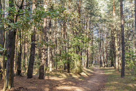 初秋的森林景观晴天植物松树叶子树叶黄色季节桦木树木绿色路高清图片素材