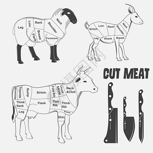 英式小羊羔牛肉山羊肉或动物图解肉 韦克托胸部插图牛肉脖子身体食物屠夫屠宰场小腿农场插画