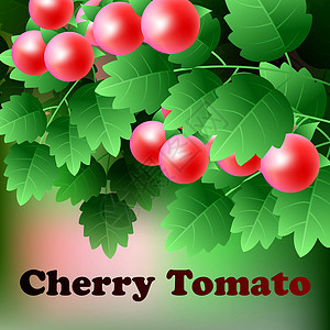 樱桃树枝花红的 多汁的樱桃西红柿 挂在绿色树枝上植物市场生长圆圈食物蔬菜阴影烹饪饮食沙拉设计图片