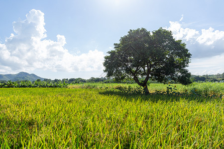 稻田和树草原草地乡村植物森林农村风景谷物晴天场地背景图片