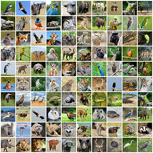 100幅野生生物照片的拼合背景图片