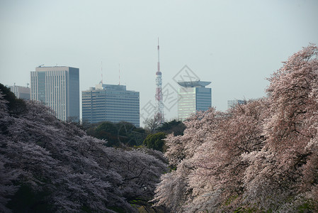 鸟谷蓝色樱花旅行风景节日地标粉色天空公园季节高清图片