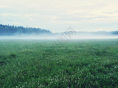 梦幻的绿草地和野生三叶草林背景图片