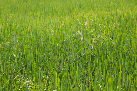 稻田黄色场地植物绿色食物生长背景图片