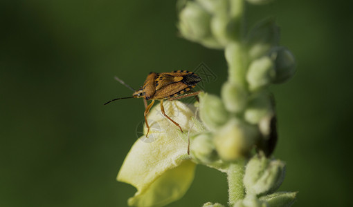 绿色植物的红盾虫背景图片