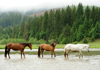 河里一匹马荒野情绪故事马术运动自由牧场跑步太阳力量背景